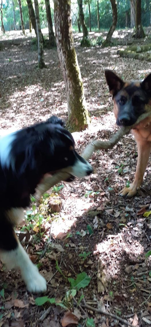 Deux chiens jouent ensemble