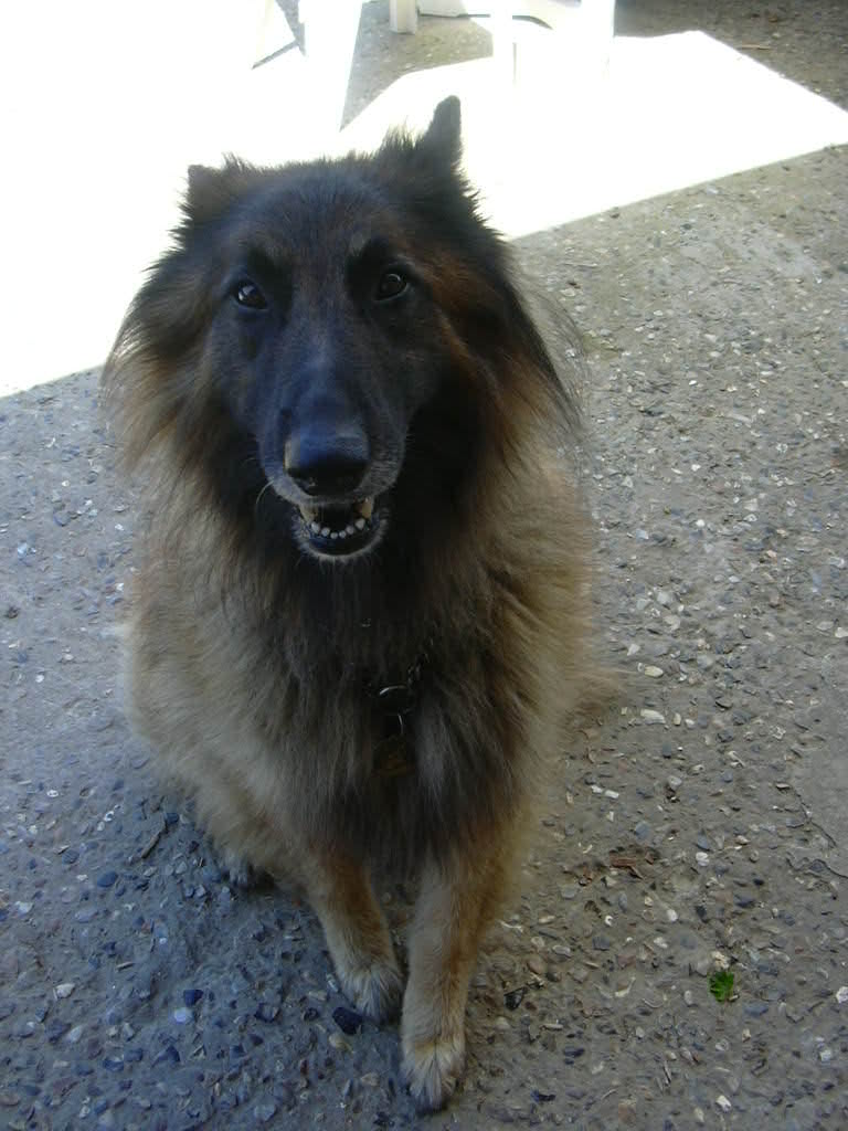 Chien souriant à l'extérieur