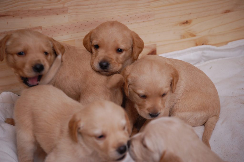 Chiots mignons en groupe