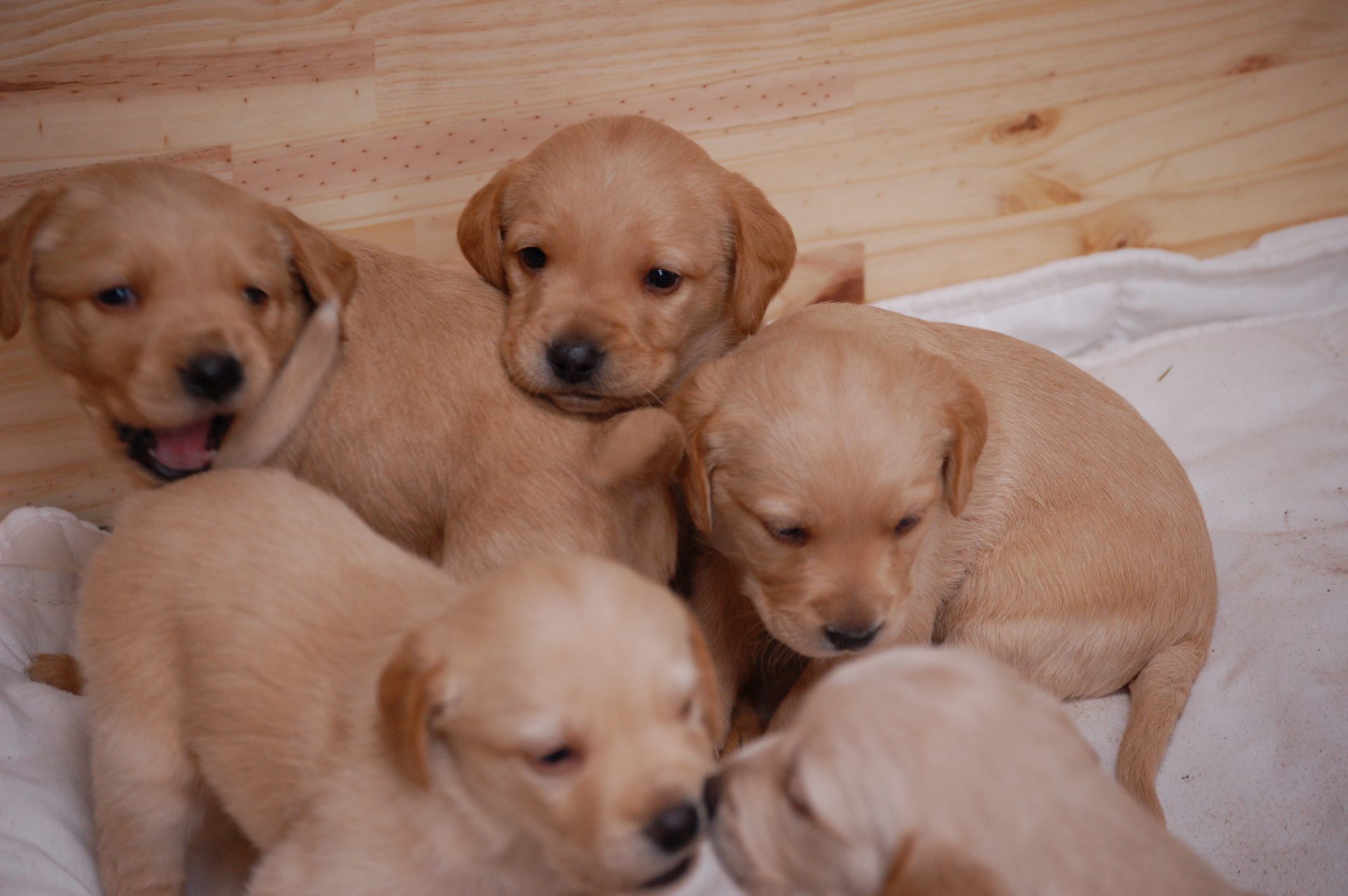 Chiots mignons en groupe