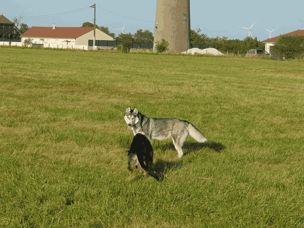 Deux chiens dans un champ