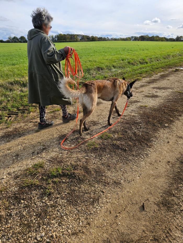 Promenade avec un chien