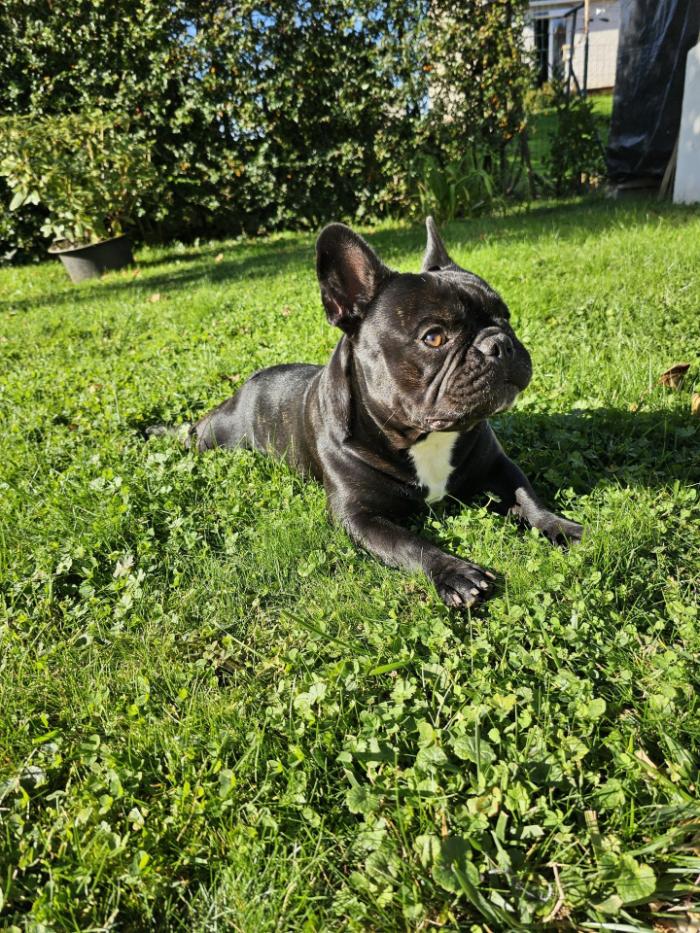 Chien français sur l'herbe